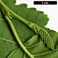 SpeciesSub: subsp. tenuifolia